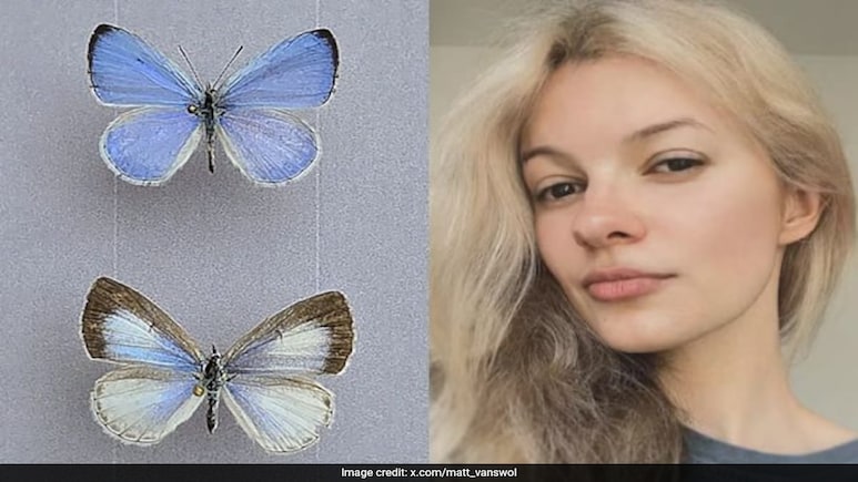 Iryna's Azure - A New Species of Butterfly Named in Honour of Murdered Ukrainian Refugee Iryna Zarutska 1 Iryna's Azure - A New Species of Butterfly Named in Honour of Murdered Ukrainian Refugee Iryna Zarutska